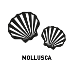 Pictogrammes-allergenes-reglementation-inco-mollusques.png